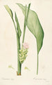 Les Liliacées Pl52 - Pierre Joseph Redouté — artwork view