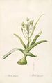 Les Liliacées Pl53 - Pierre Joseph Redouté — artwork view