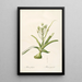 Les Liliacées Pl53 - Pierre Joseph Redouté — framed artwork on a wall