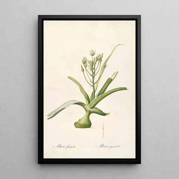 Les Liliacées Pl53 - Pierre Joseph Redouté — framed artwork on a wall