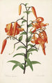Les Liliacées Pl54 - Pierre Joseph Redouté — artwork view
