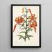 Les Liliacées Pl54 - Pierre Joseph Redouté — framed artwork on a wall