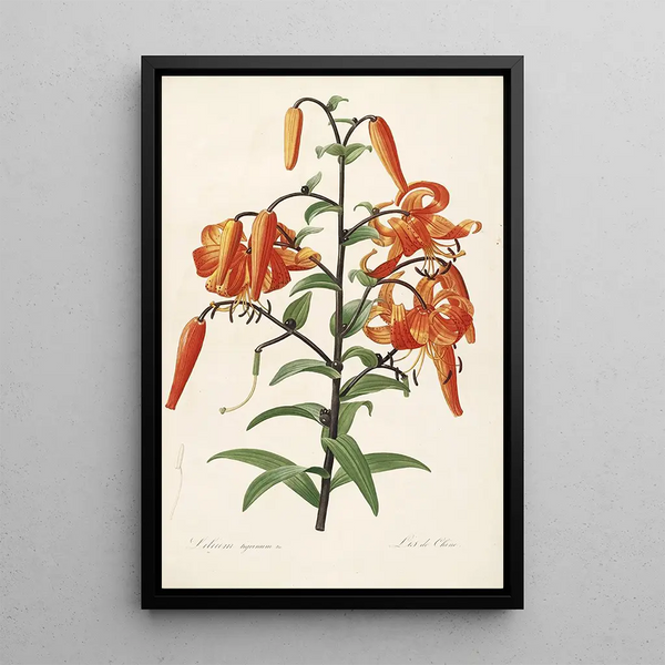 Les Liliacées Pl54 - Pierre Joseph Redouté — framed artwork on a wall