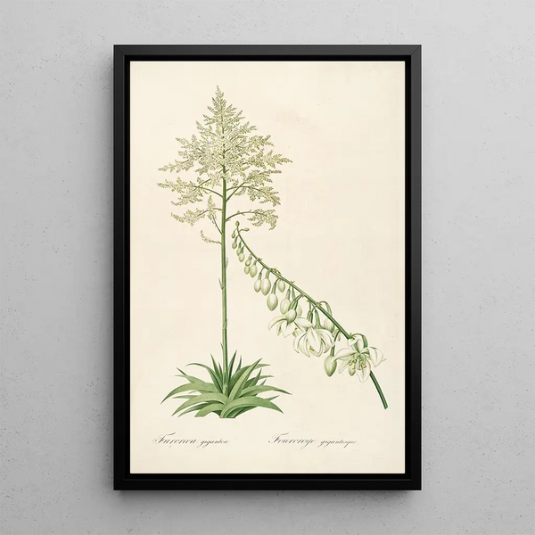 Les Liliacées Pl55 - Pierre Joseph Redouté — framed artwork on a wall