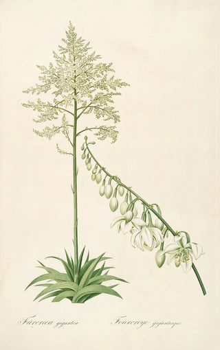 Pierre Joseph Redout - Les liliacees Pl55.webp