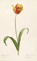 Les Liliacées Pl56 - Pierre Joseph Redouté — artwork view