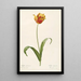 Les Liliacées Pl56 - Pierre Joseph Redouté — framed artwork on a wall