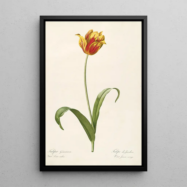 Les Liliacées Pl56 - Pierre Joseph Redouté — framed artwork on a wall