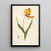 Les Liliacées Pl57 - Pierre Joseph Redouté — framed artwork on a wall