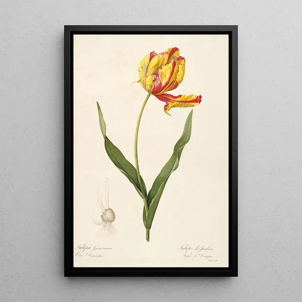 Les Liliacées Pl57 - Pierre Joseph Redouté — framed artwork on a wall