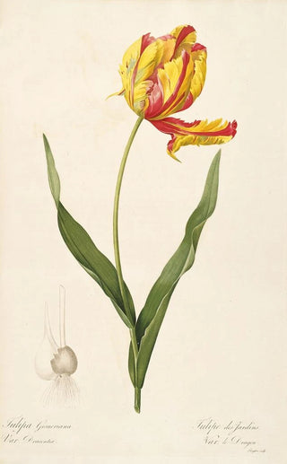 Pierre Joseph Redout - Les liliacees Pl57.webp