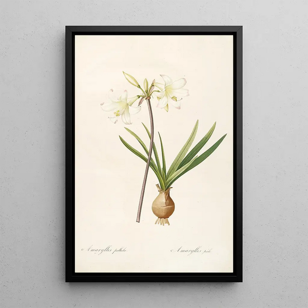 Les Liliacées Pl58 - Pierre Joseph Redouté — framed artwork on a wall