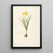 Les Liliacées Pl59 - Pierre Joseph Redouté — framed artwork on a wall