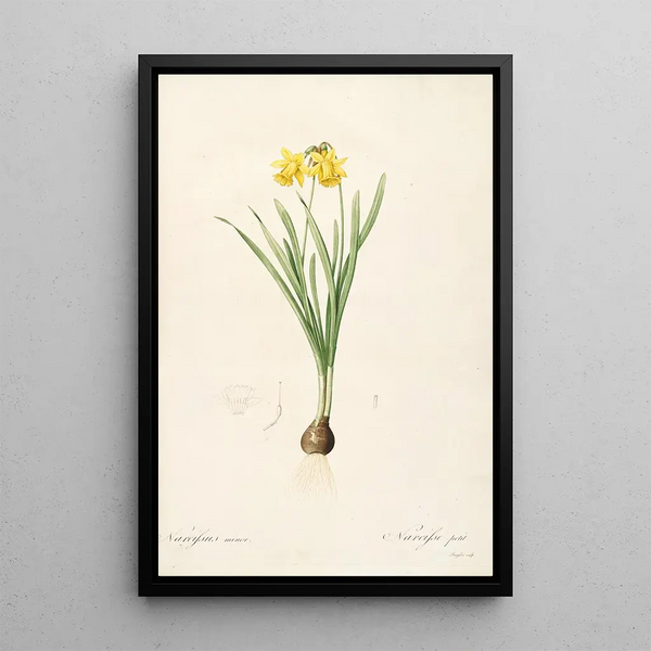 Les Liliacées Pl59 - Pierre Joseph Redouté — framed artwork on a wall