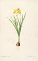 Les Liliacées Pl59 - Pierre Joseph Redouté — artwork view