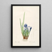 Les Liliacées Pl60 - Pierre Joseph Redouté — framed artwork on a wall
