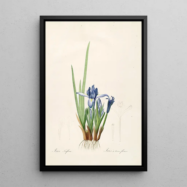 Les Liliacées Pl60 - Pierre Joseph Redouté — framed artwork on a wall