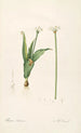 Les Liliacées Pl61 - Pierre Joseph Redouté — artwork view