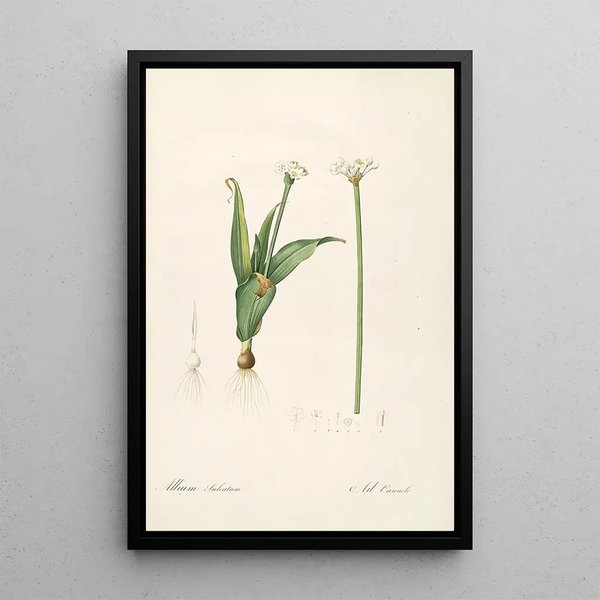 Les Liliacées Pl61 - Pierre Joseph Redouté — framed artwork on a wall