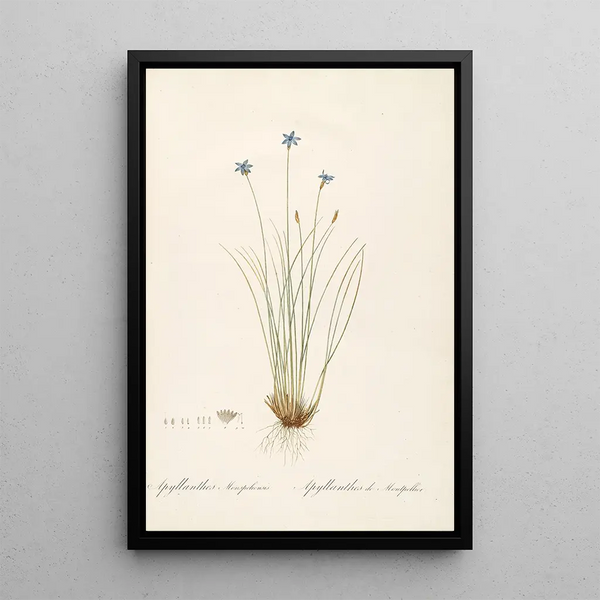 Les Liliacées Pl62 - Pierre Joseph Redouté — framed artwork on a wall