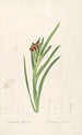 Les Liliacées Pl63 - Pierre Joseph Redouté — artwork view
