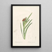 Les Liliacées Pl63 - Pierre Joseph Redouté — framed artwork on a wall
