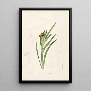 Pierre Joseph Redout - Les liliacees Pl63.webp