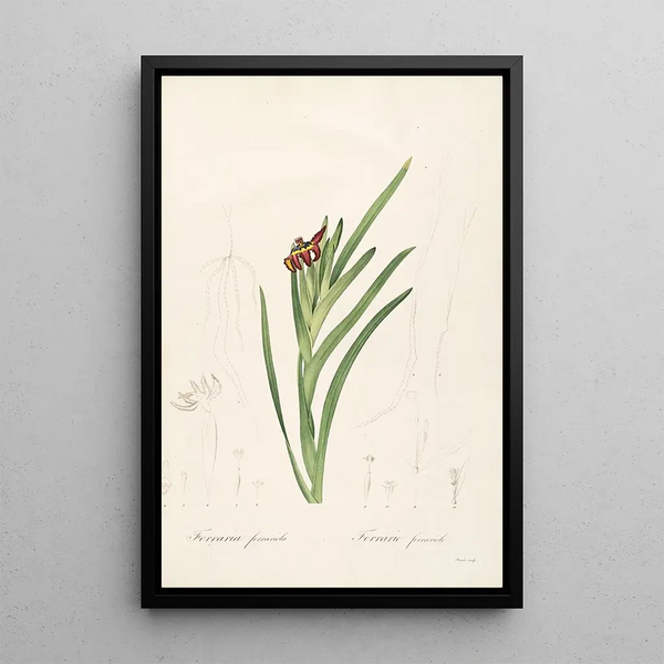 Les Liliacées Pl63 - Pierre Joseph Redouté — framed artwork on a wall