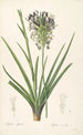 Les Liliacées Pl64 - Pierre Joseph Redouté — artwork view