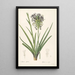 Les Liliacées Pl64 - Pierre Joseph Redouté — framed artwork on a wall