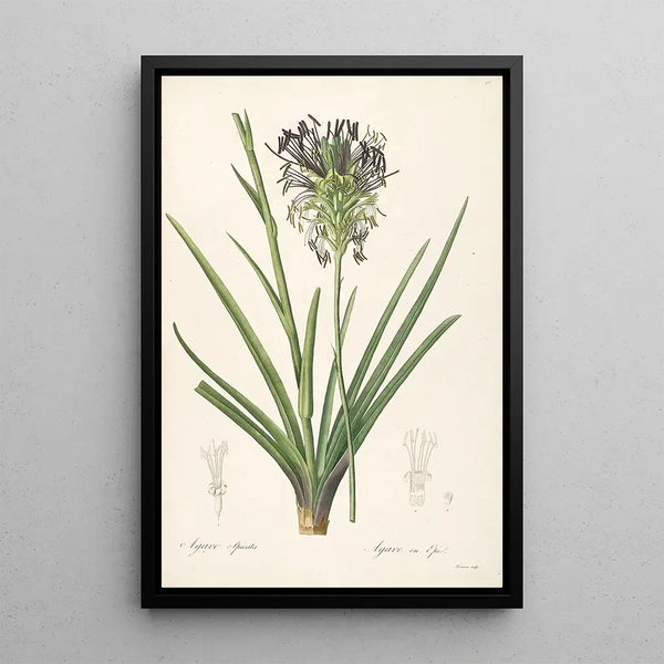 Les Liliacées Pl64 - Pierre Joseph Redouté — framed artwork on a wall