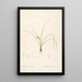 Les Liliacées Pl65 - Pierre Joseph Redouté — framed artwork on a wall