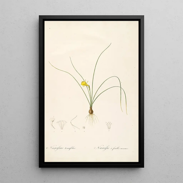 Les Liliacées Pl65 - Pierre Joseph Redouté — framed artwork on a wall