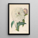 Peony flamboyant - Pierre Joseph Redouté — framed artwork on a wall