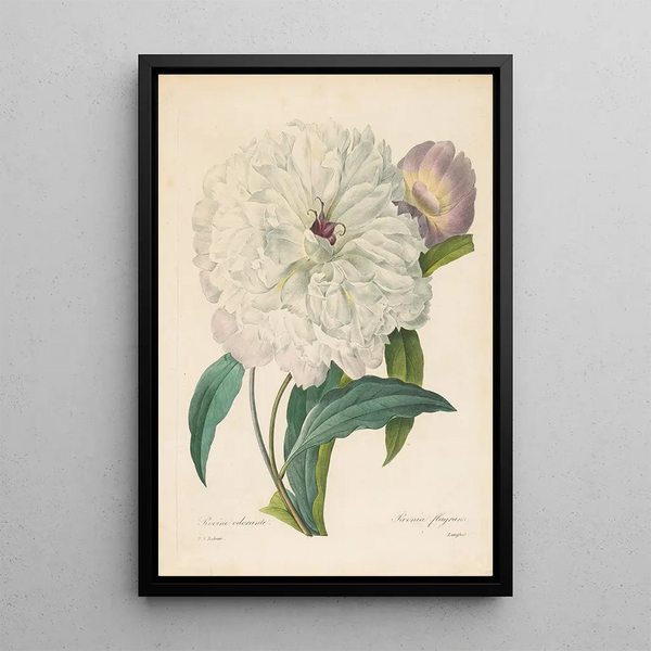 Peony flamboyant - Pierre Joseph Redouté — framed artwork on a wall