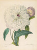 Peony flamboyant - Pierre Joseph Redouté — artwork view
