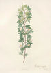 Rosa Aciphylla - Pierre Joseph Redouté — artwork view