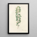 Rosa Aciphylla - Pierre Joseph Redouté — framed artwork on a wall