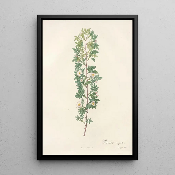 Rosa Aciphylla - Pierre Joseph Redouté — framed artwork on a wall