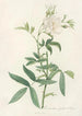 Rosa Alba Cimbaefolia - Pierre Joseph Redouté — artwork view