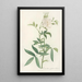 Rosa Alba Cimbaefolia - Pierre Joseph Redouté — framed artwork on a wall