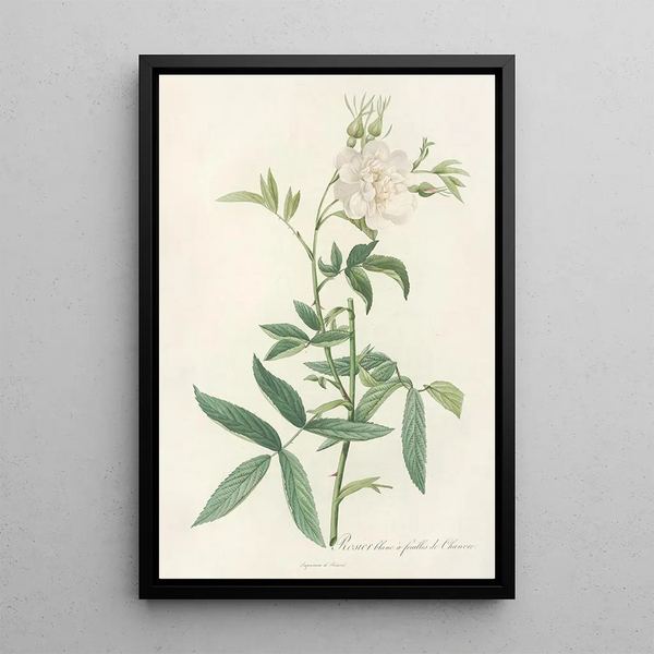 Rosa Alba Cimbaefolia - Pierre Joseph Redouté — framed artwork on a wall