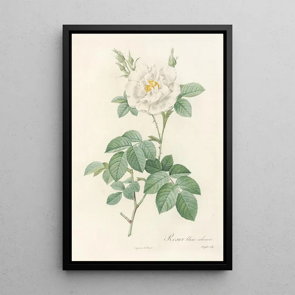 Rosa Alba Flore Pleno - Pierre Joseph Redouté — framed artwork on a wall