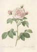 Rosa Alba Regalis - Pierre Joseph Redouté — artwork view
