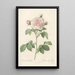 Rosa Alba Regalis - Pierre Joseph Redouté — framed artwork on a wall