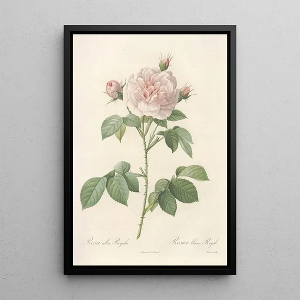 Rosa Alba Regalis - Pierre Joseph Redouté — framed artwork on a wall