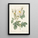 Rosa Alba foliacea - Pierre Joseph Redouté — framed artwork on a wall