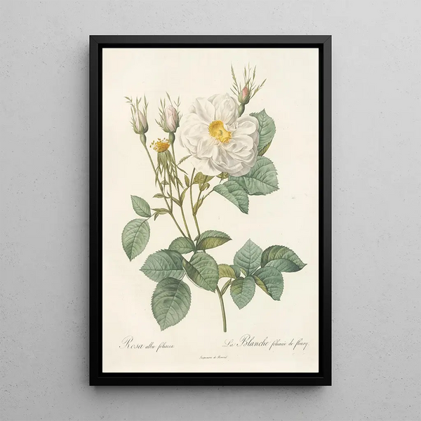 Rosa Alba foliacea - Pierre Joseph Redouté — framed artwork on a wall