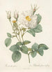 Rosa Alba foliacea - Pierre Joseph Redouté — artwork view