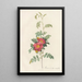 Rosa Alpina Debilis - Pierre Joseph Redouté — framed artwork on a wall